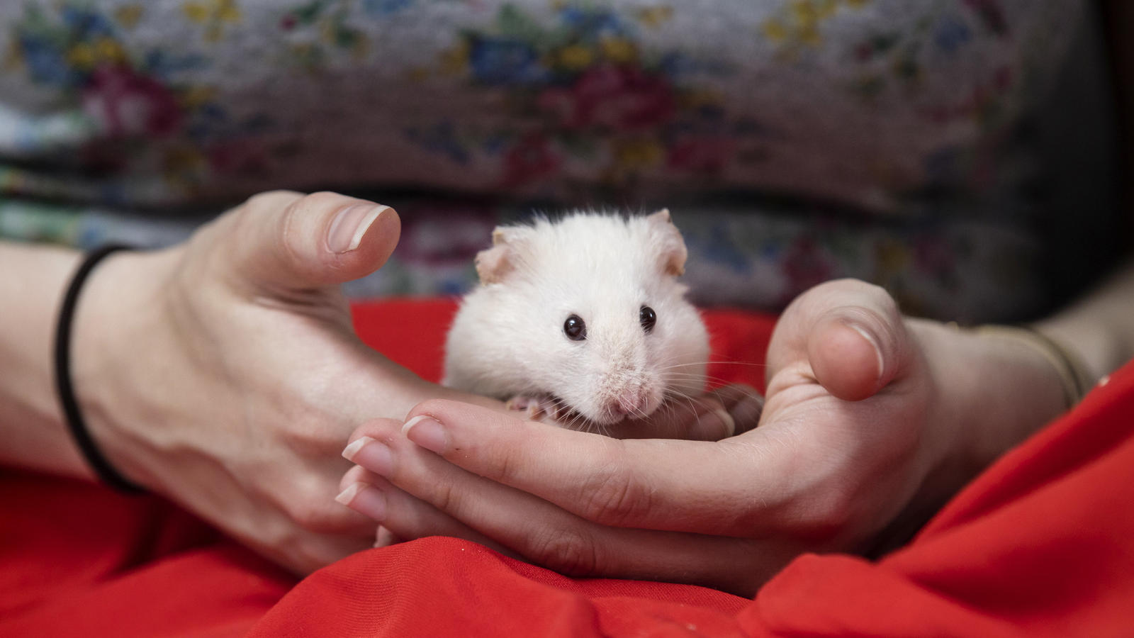 Top tips for looking after a hamster | Blue Cross