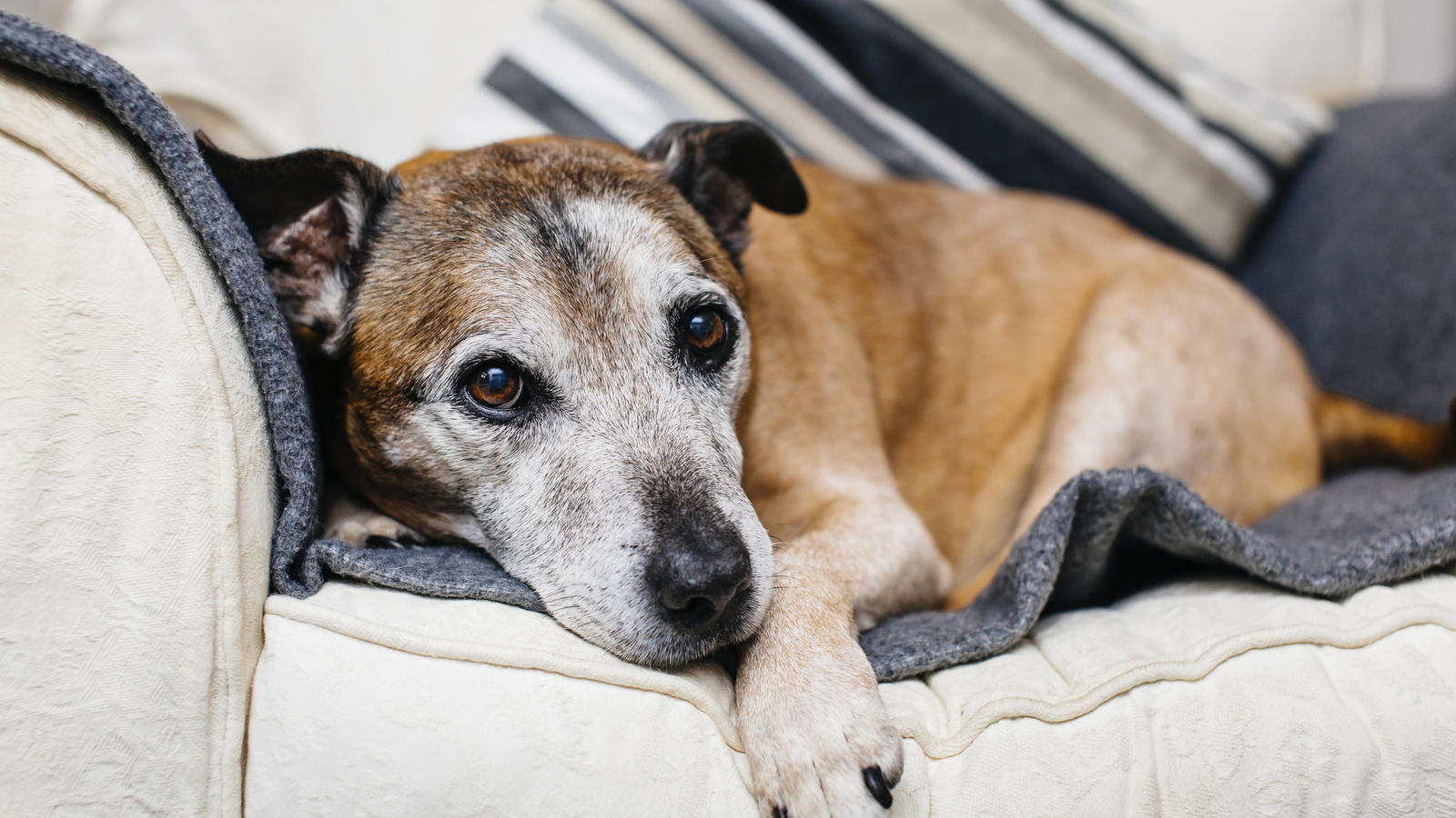 Why Do Dogs Cough Dogs Coughing Blue Cross