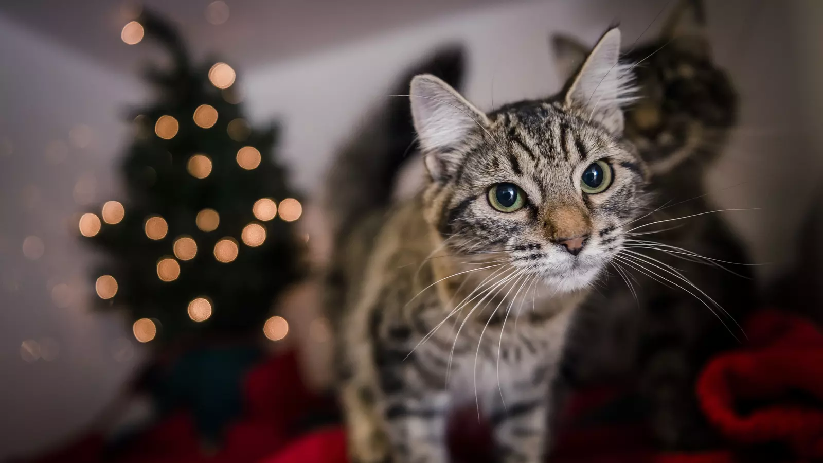 Cat Mistletoe next to a Christmas tree
