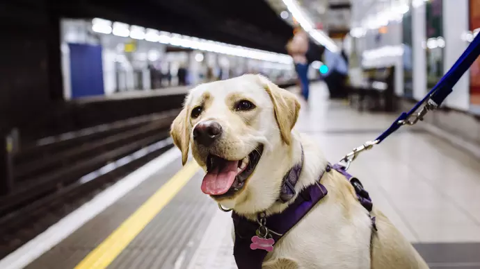 Are Dogs Allowed in Trains: Essential Rules You Must Know