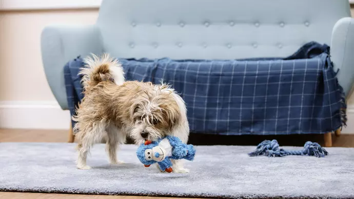 Male Dog Puberty Behavior: Key Signs and Expert Tips