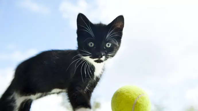 a black and white kitten stands next to a tennis ball and stares into the camera lens