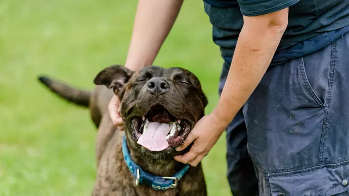 Stitch enjoying a fuss from Rachel