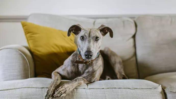 Flynn lying on the sofa looking at the camera