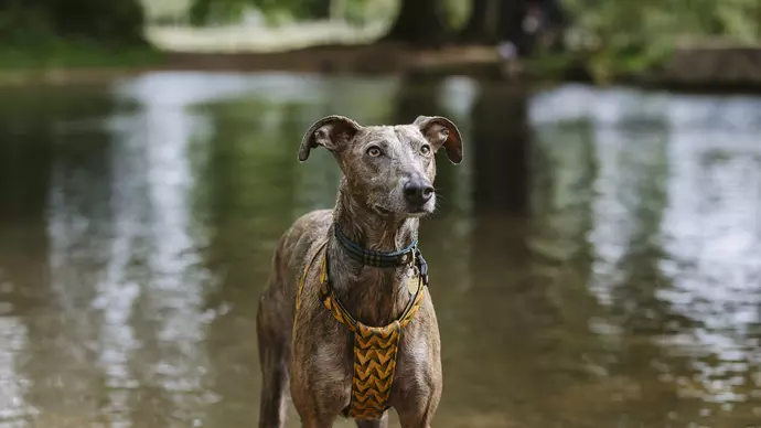 Flynn next to a river having just had a swim