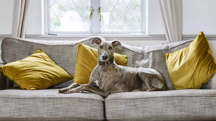 Flynn lying on sofa looking at camera