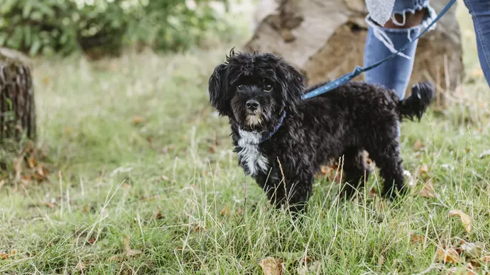 Benji on lead looking to camera with Katherine in background