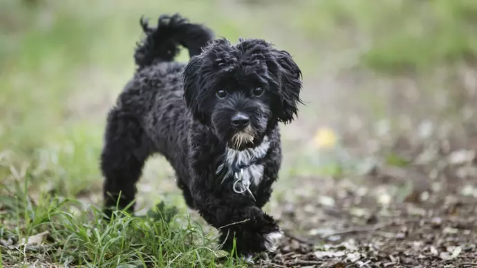 Benji looking to camera as he explores his local park