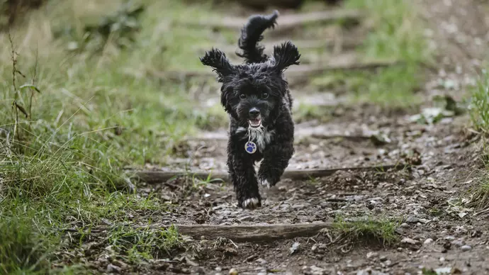 Benji running down the steps at his local park
