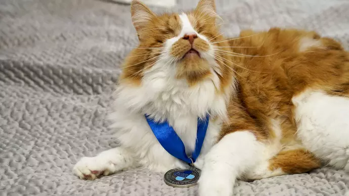 Carrots lying down wearing medal