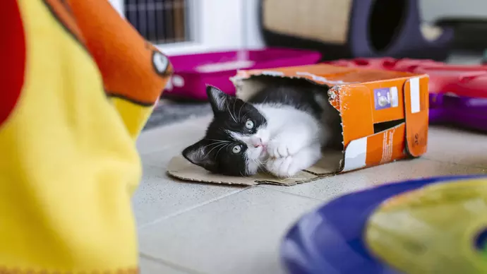 Pomegranate lies down in box