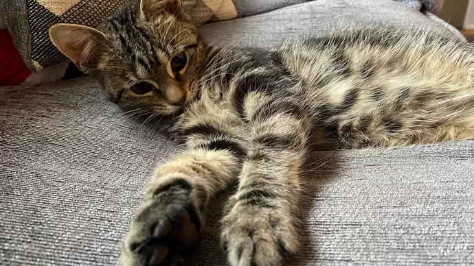 Marie relaxes on sofa