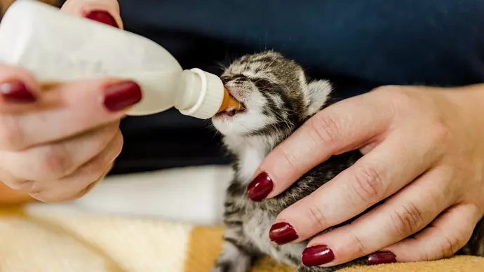 Bernard being hand fed
