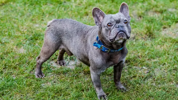 Leonard outside on some grass looking up to the sky