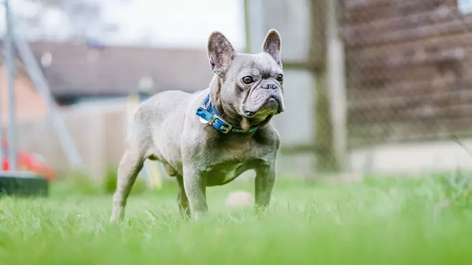 Leonard outside on the grass looking to the side 