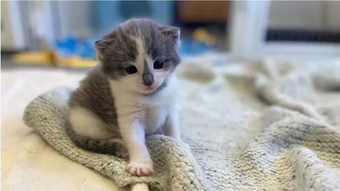 Tiny Ian sitting up on a blanket looking to camera