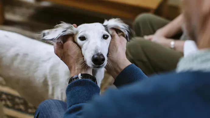 Kadie having a fuss in her new home