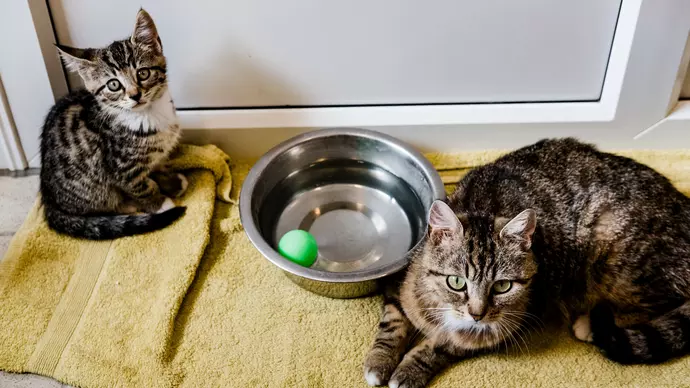 Tamsin and one of her kittens sitting next to a water bowl
