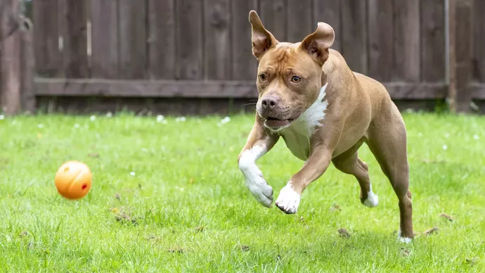 Lola playing fetch in the garden