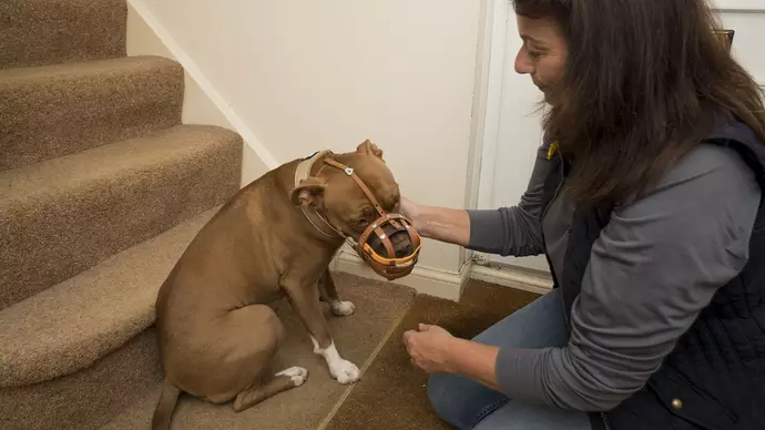 Lola having her muzzle put on before her walk