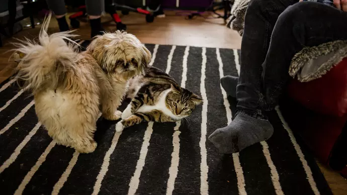 Chewbie indoors playing with cat Bandit