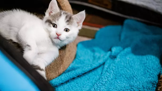 Kitten Gidget lying in her bed next to a blue towel