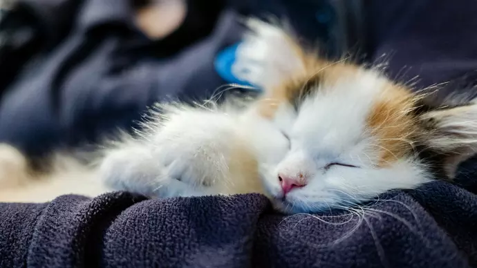 Kitten Widget sleeping in the arms of a Blue Cross team member