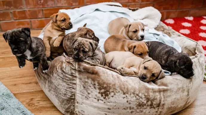 Puppies snuggling up together in their bed