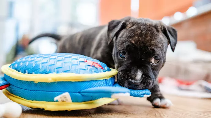Brindle coloured puppy chewing a blue toy