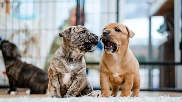 Two of the puppies playing together