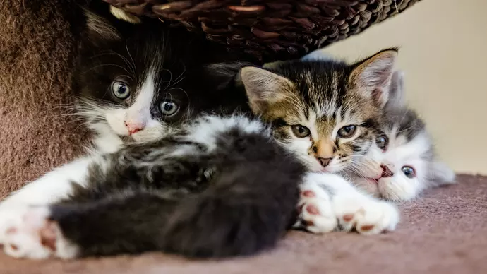 Do Cats Give Birth to Different Breeds? Myth vs. Reality Explained