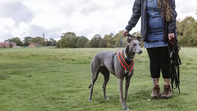 Bleu out on a walk with Amy on lead, wearing an orange harness