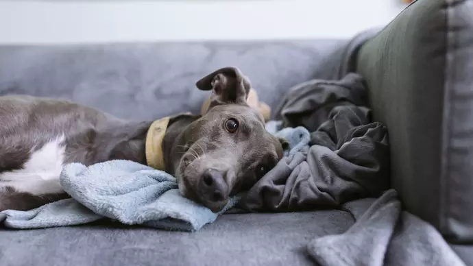 Bleu lying on the sofa on lots of comfy blankets, looking happy and relaxed
