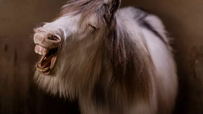 Stan pulling a funny face and showing all of his teeth in his stable