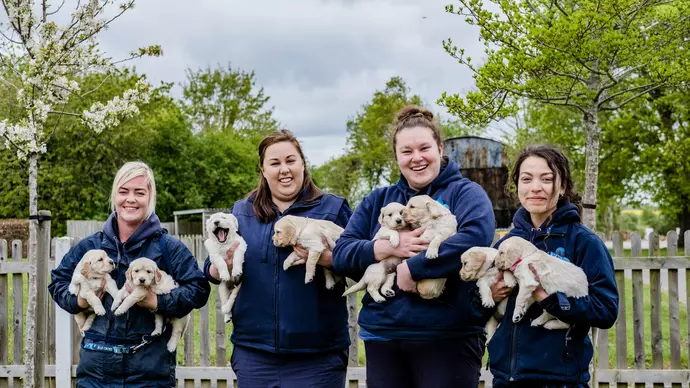 Four Blue Cross staff members each holding two golden retriever puppies