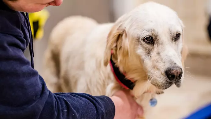 Amber looking sad and being comforted by Blue Cross team member
