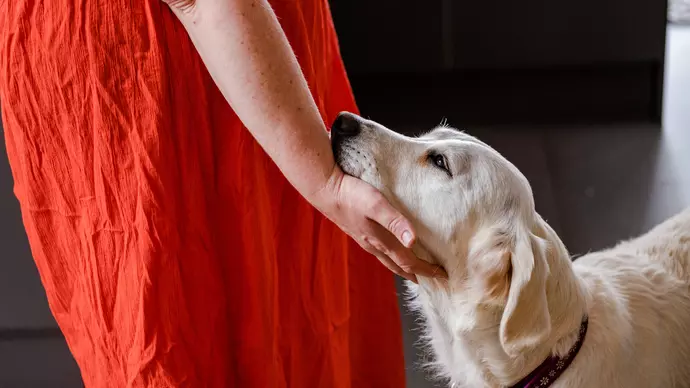 Amber resting her head in the hand of her new owner who is wearing a red dress