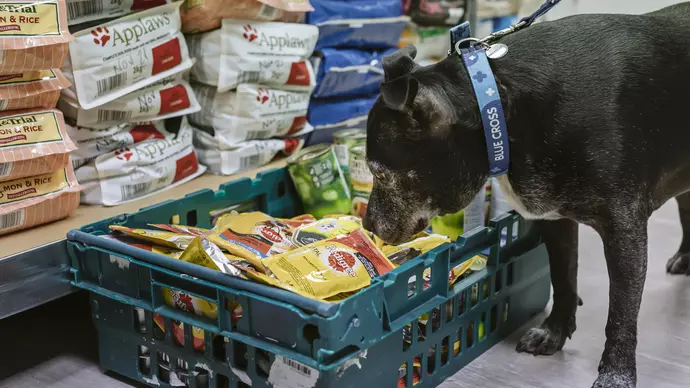 Black staffie dog next to stacks of pet food