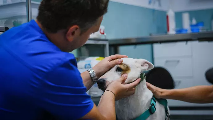 Rem is examined by a vet wearing a blue uniform at the clinic at Save the Dogs in Romania