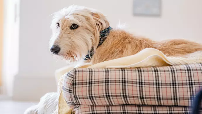 Hazel lying in a plaid pattern bed looking sideways to camera