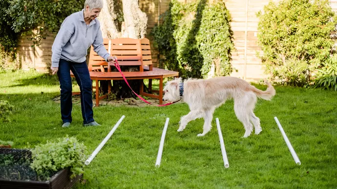 Hazel out in garden on lead with Sue stepping over obstacles to help improve her mobility
