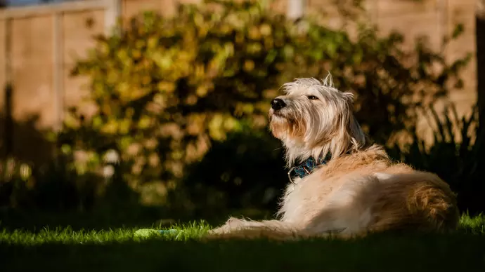 Hazel lying in a beam of winter sunlight in the garden