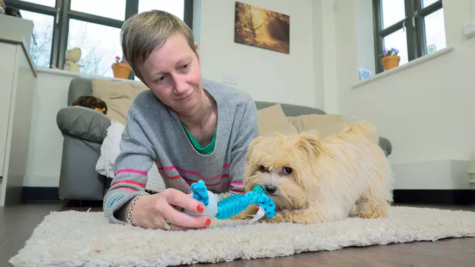 Dog Martha on a white furry rug playing with a blue toy next to her new owner