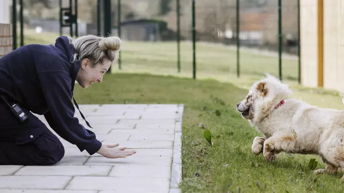 Dog Bridget playing in the grass enclosure with a member of the Blue Cross team