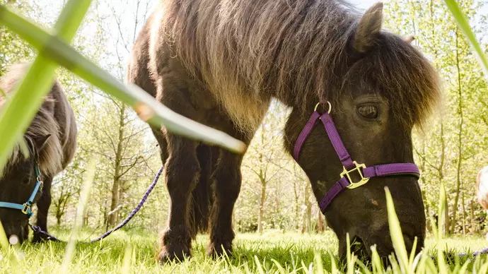 Treacle and Candy eating grass