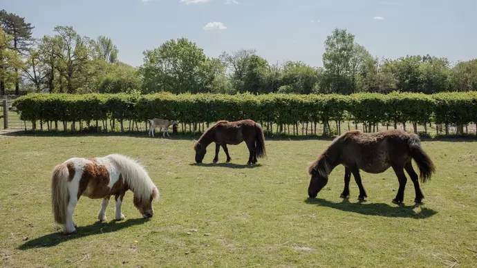 Treacle, Candy and Bubbles out in the field in the sunshine eating grass
