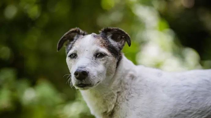 White and tan jack russell Libby outside in her garden with green foliage in background