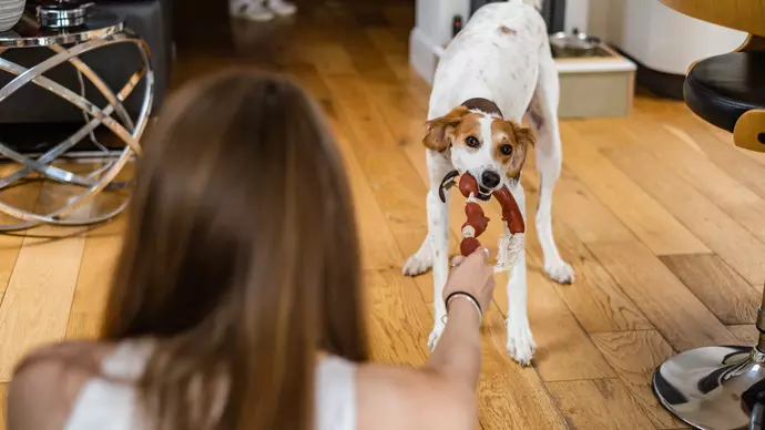 Lilly enjoying a game of tug in her new home