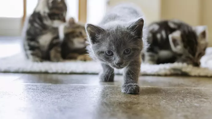 A grey kitten looking to camera with three tabby kittens in the background