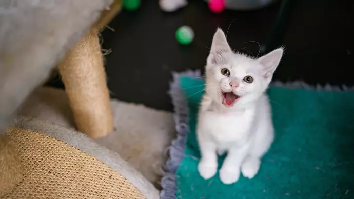 White kitten sitting on vet bed staring up at the camera and miaowing